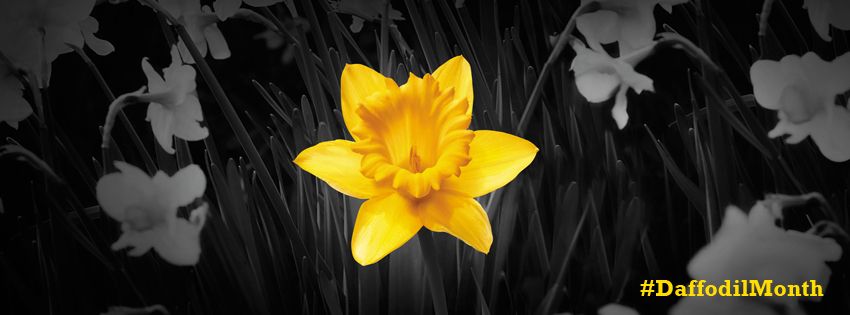 Single Daffodil Facebook Cover - CoverJunction