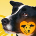dogstrust